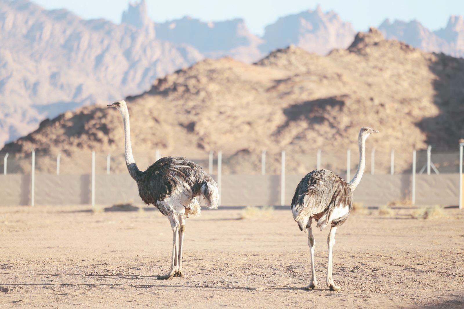 بعد غياب أكثر من 100 عام.. محمية الأمير محمد بن سلمان تعيد توطين "طائر الجمل" 