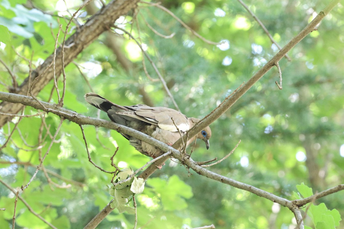Off the plane in Chile 🇨🇱and straight up the Andes to our accommodation. First new bird of this year's visit.  West Peruvian Dove. Plus usual commoner residents.  Nice start 😊