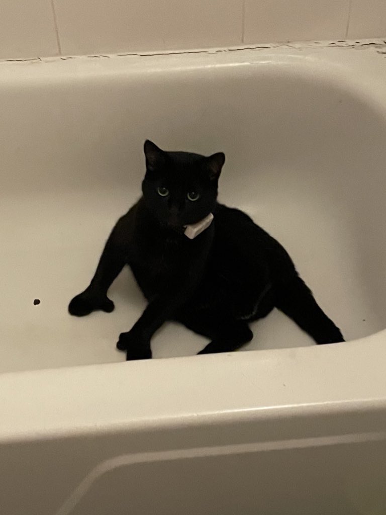 hankyhandscat's tweet photo. it’s hanks first day on twitter so make sure to be extra nice
#hello #hank #firstdayonearth #babyboy #icannotbelieveheisreal #cat #isthisevenactuallyacat #thumbs #bathtub #catinbathtub https://t.co/U7lJId4Skh