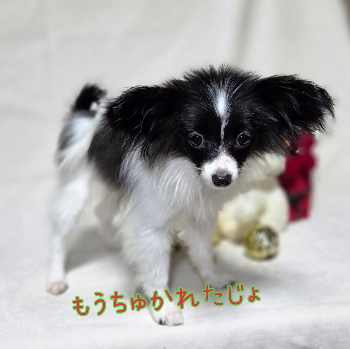 #ごまぞう
 #白黒パピヨン