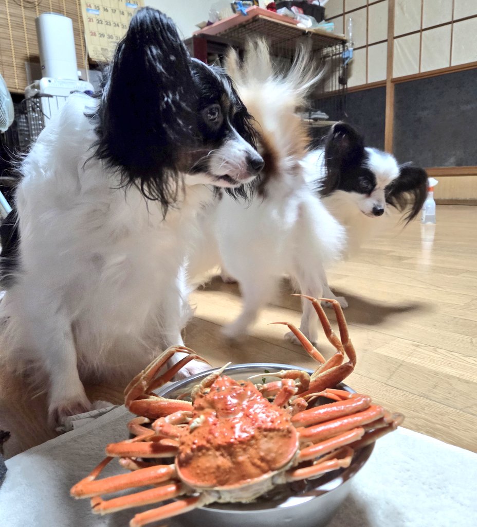 夜な夜なカニを食うパピヨン