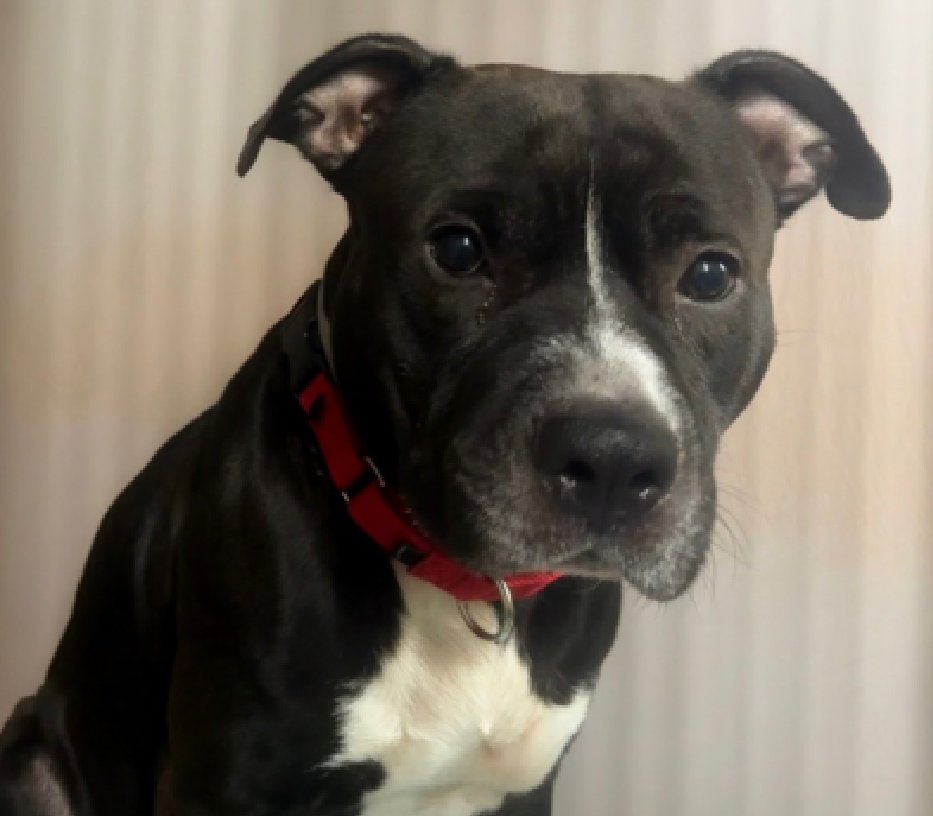 #12DogsofChristmas 

#7 Cauliflower 
Overlooked😩
This sweet boy loves people &amp; hanging out 
Excited to go for walks but listens to commands &amp; easily calmed from intial pulling

#ClassicPittieMagic 
Those black &amp; white cookies, we love 
You remember his arrival when he silently