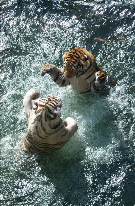 REX (@rexchillect) on Twitter photo 