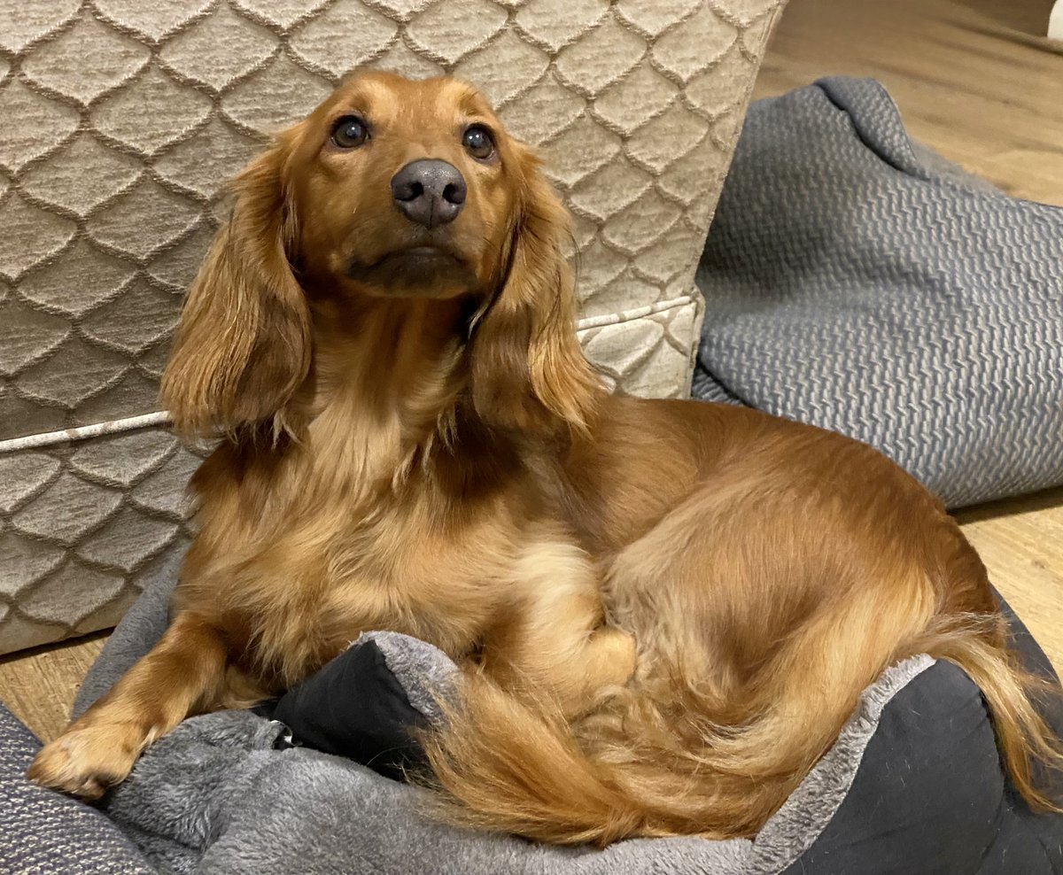 SausageDogHotel's tweet image. This evening's featured groaker is handsome Woody - he likes what he sees and would just like a small taste... #SharePlease