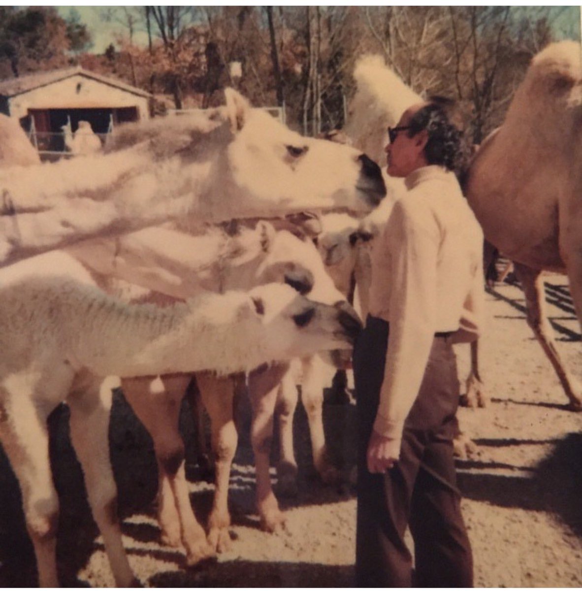 عبدالله بن سعد بن عبدالعزيز آل سعود tweet media