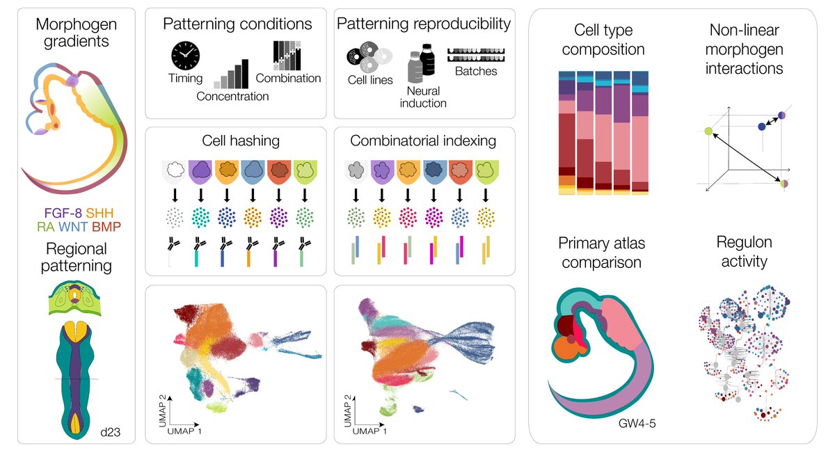 Fátima Sanchís-Calleja tweet media