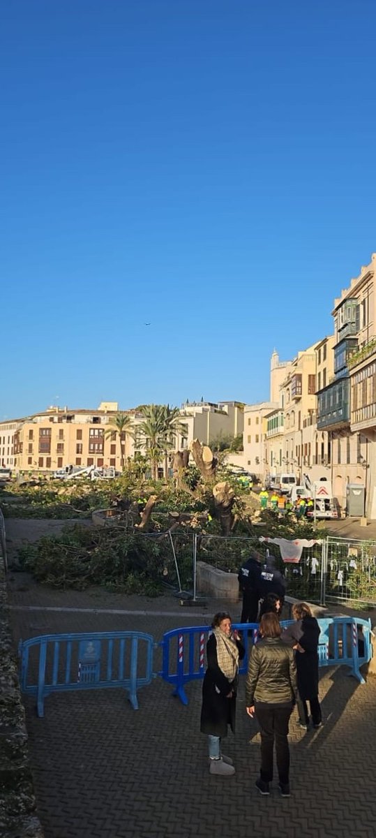 Desolados...🛑🌳💔 Hoy se han podado los ejemplares de #Phytolacca en la plaza Llorenç Villalonga de #Palma.
Gestionar no es mutilar: es evaluar, decidir con conocimiento y pensar a largo plazo.
Menos poda. Más respeto.
Los #árboles también son #patrimonio.
#NoALaTala