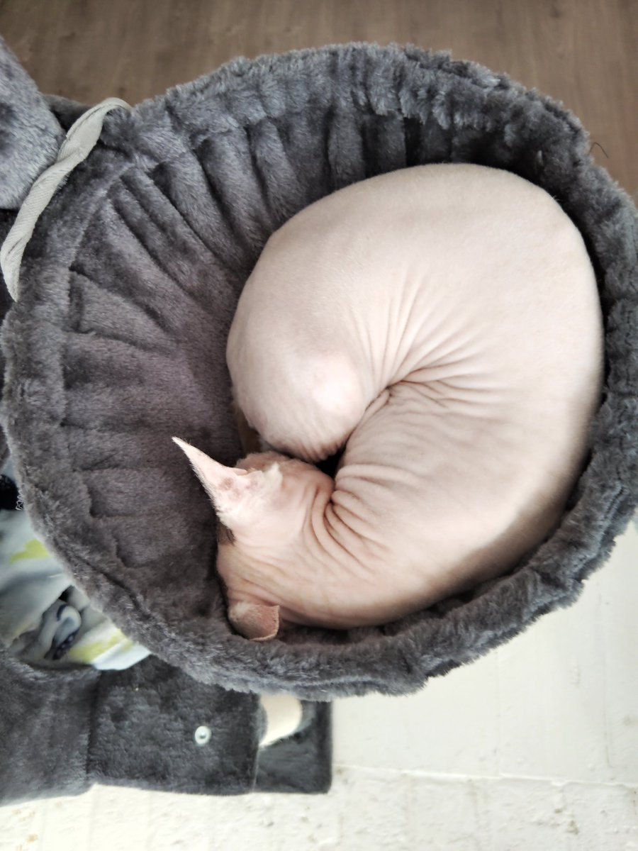 CoachDomTCG's tweet photo. We got @DeekDaSphynx a 2nd cat tree and he's been LOVING this little hammock 😁 https://t.co/g6AFFBa3ri