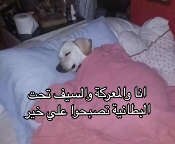 Arab Memes (@arabmemesss) on Twitter photo 