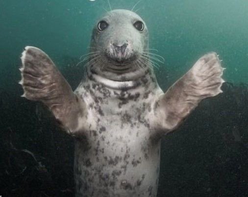 ꒰ daily aquatic lovelies ༚.° (@aqualuvsuotd) on Twitter photo 