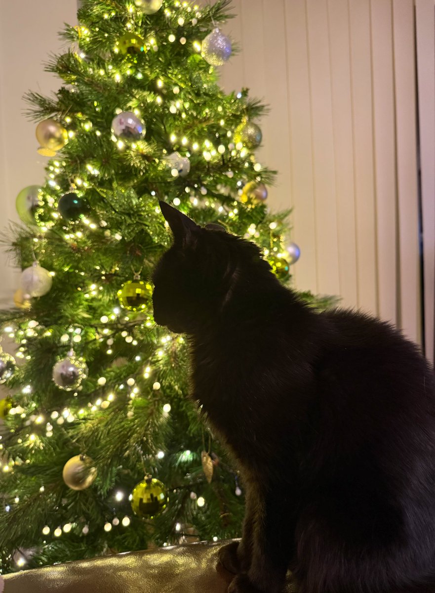 adele82306097's tweet image. Planning her attack