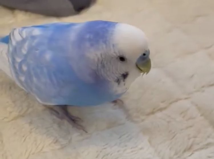 れもんママ tweet media