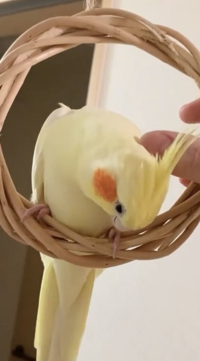 れもんママ tweet media