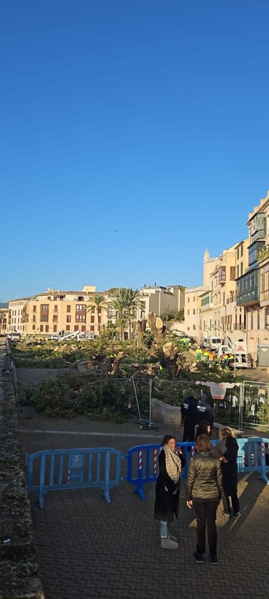 Desolats… 🛑🌳💔
Avui s’han podat els exemplars de #Phytolacca a la plaça Llorenç Villalonga de #Palma.
Gestionar no és mutilar: és avaluar, decidir amb coneixement i pensar a llarg termini.
Menys poda. Més respecte.
Els #arbres també són #patrimoni.
#NoALaTala #ArbreBalear