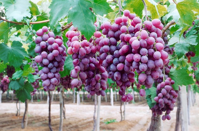 Codevasf tweet media