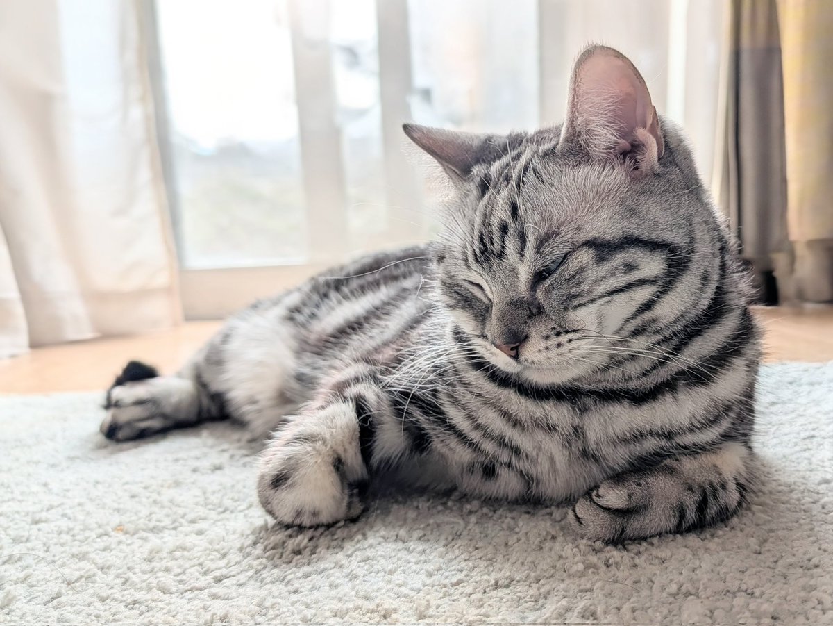 今日は忘年会ニャ♪ 留守番だけどニャ😿 ＃猫 ＃ねこ ＃ネコ ＃猫の