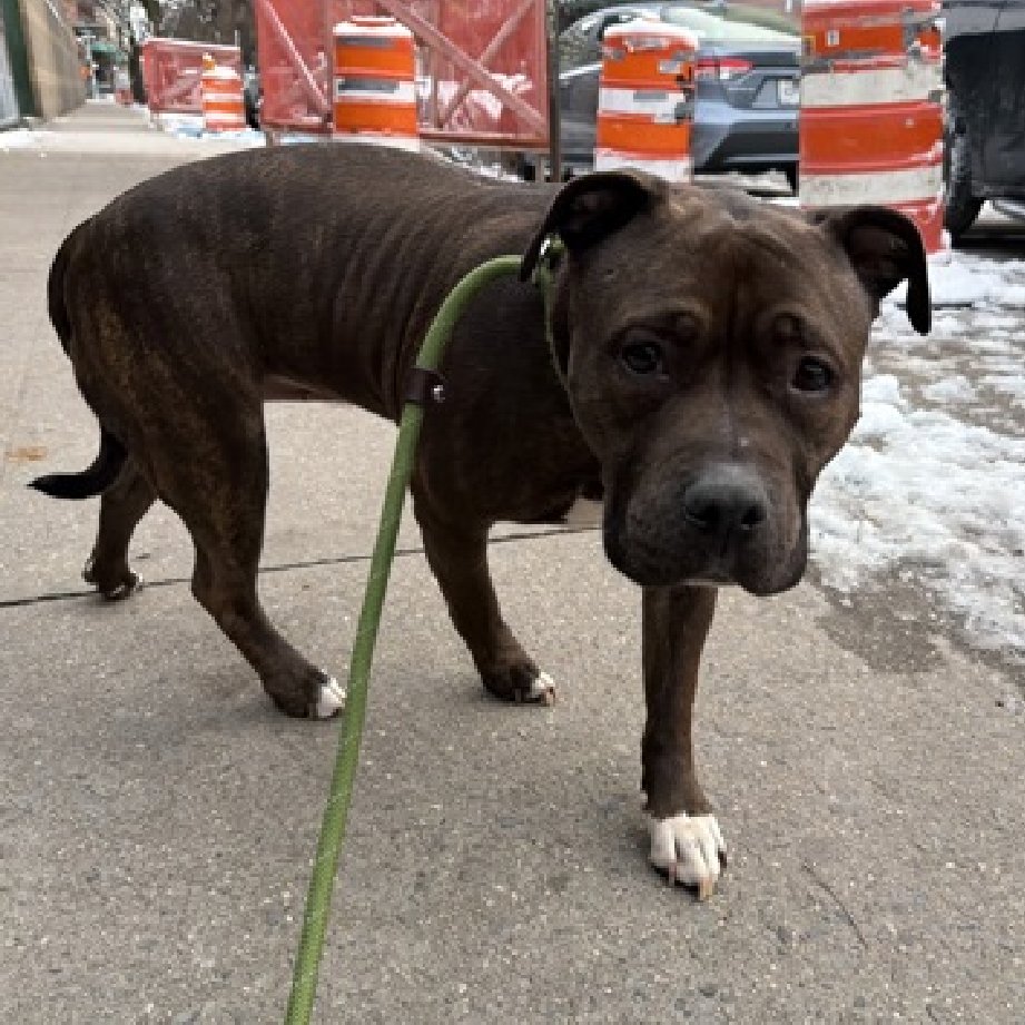 🐾8-y/o Hazel listed for medical - has a shoulder mass &amp; needs a vet. Came in just days ago. Very sweet, social &amp; cooperative. Available to foster or adopt by 12/20: nycacc.app/#/browse/241249
