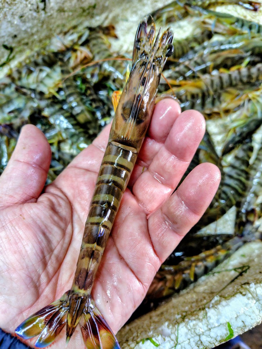 おはようございます🍎

晴れて穏やかな空模様になりそうですね☀️

金曜日は車海老の出荷が多いので頑張ります💪🦐

皆様に喜んでいただけますように✨

素敵な金曜日をお過ごし下さいね\(^o^)/
#71219おは戦🍻8e