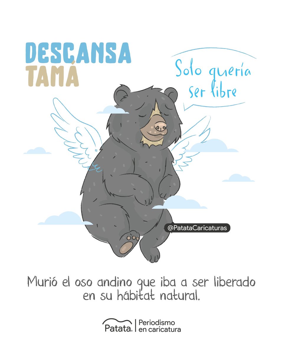 PATATAdibujo's tweet image. 💔🐻 Descansa en paz Tamá, oso andino que iba a ser liberado.
🧵