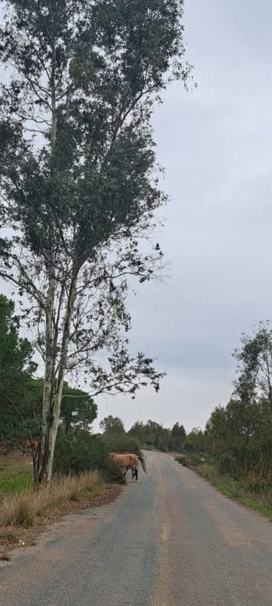 Caballos en la carretera de Bonares a Arboreto del Villar.
¿ Qué más me queda por hacer para que se termine con estas prácticas que acaban provocando accidentes como el de mi hija ?