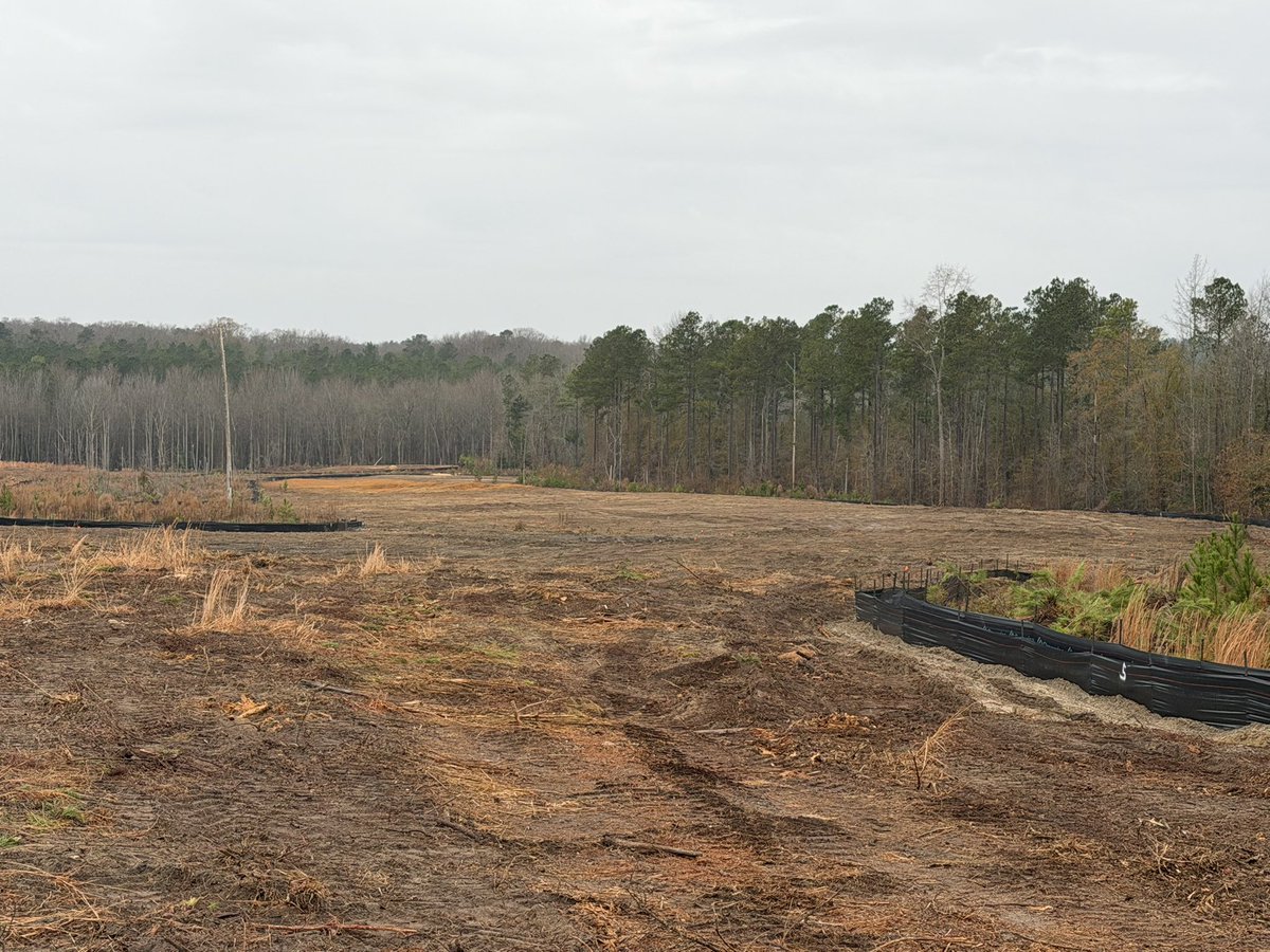 CandyrootLodge tweet media