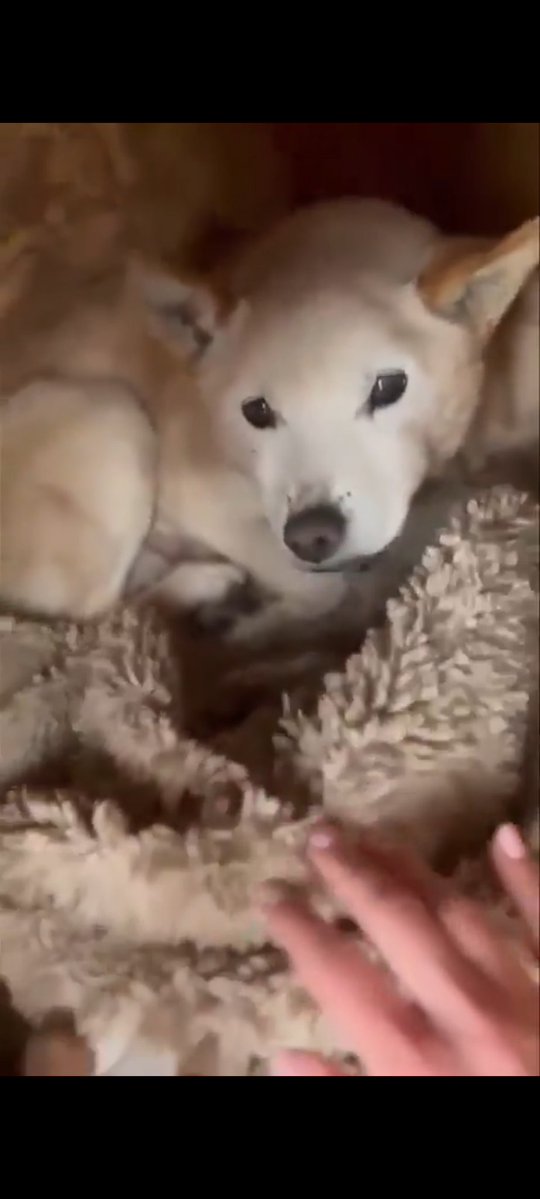 Taki kochany Dropsik ❤️❤️❤️ pilnie szuka kochającego Domu! ❤️