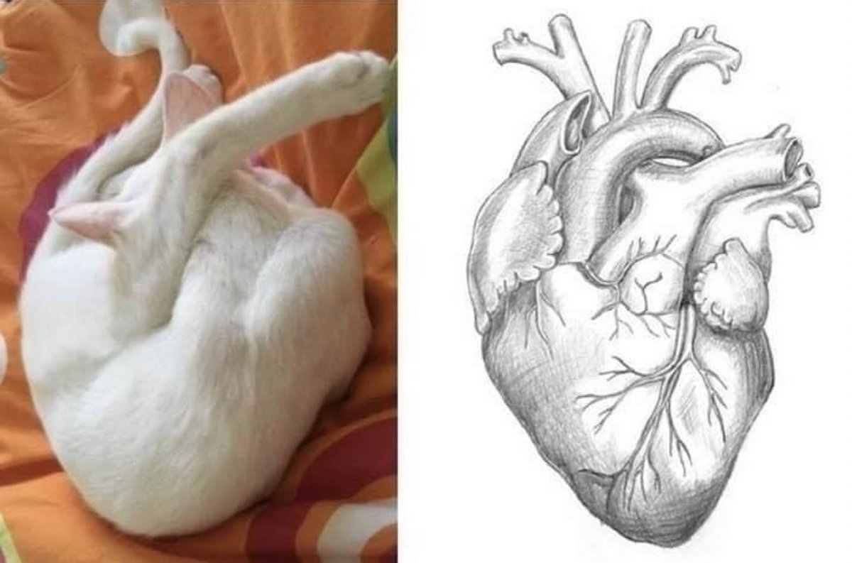 lined cats (@linedcats) on Twitter photo 