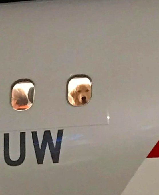 everythingdogss's tweet image. 