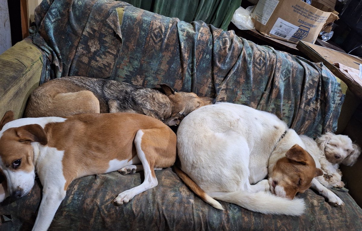 Necesitamos alimento en el refugio🙏🏻🐾 Nos donas para un saco de alimento???? O nos donas el saco de alimento?? Nos es necesario que nos des el dinero pero la comida es 100% necesaria para ellos porfavor ayuda.
Cada dólar cuenta
Agrícola 
3420611656

A nombre de Michelle Yescas