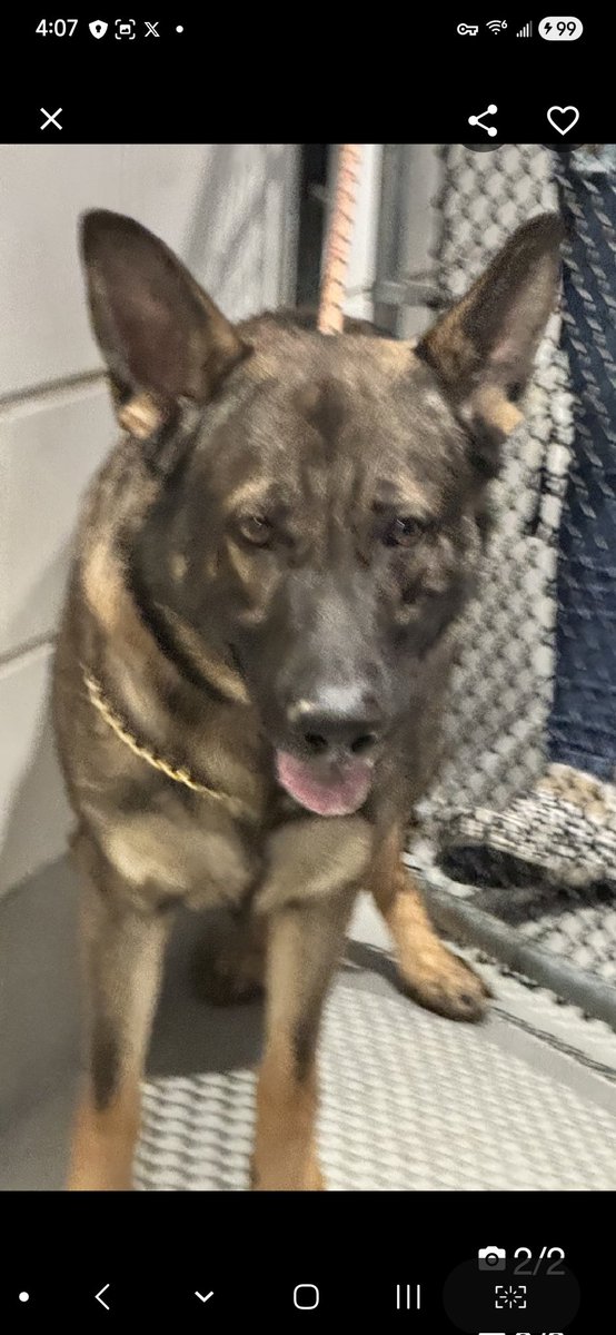 💔Ace💔
#NYCACC #174629 2y
▪️Listed TBK: 12/20💉 
#RescueOnly

Precious sweetie's💔, surr 4 move 2 no pets place!
Grieving, tense, fearful.
Lost his whole world!
Described as affectionate, playful, couch potato in prior 🏡.
Knoww cues &amp; adored being w his ppl.
Imagine his fear!
0