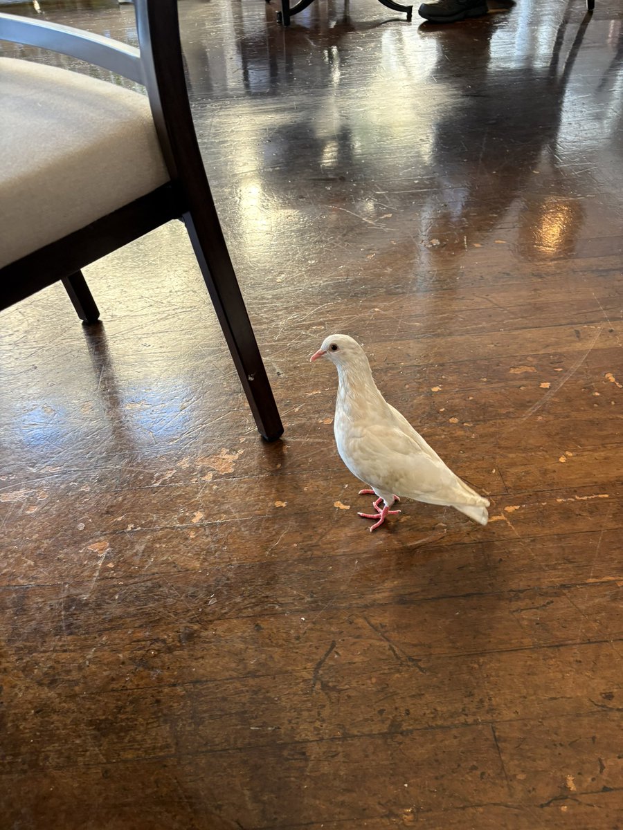 ネコ鉄ツアーズ@ハワイ🌈 オアフ島の鳥さん達🦆 #Waikiki #Hawaii