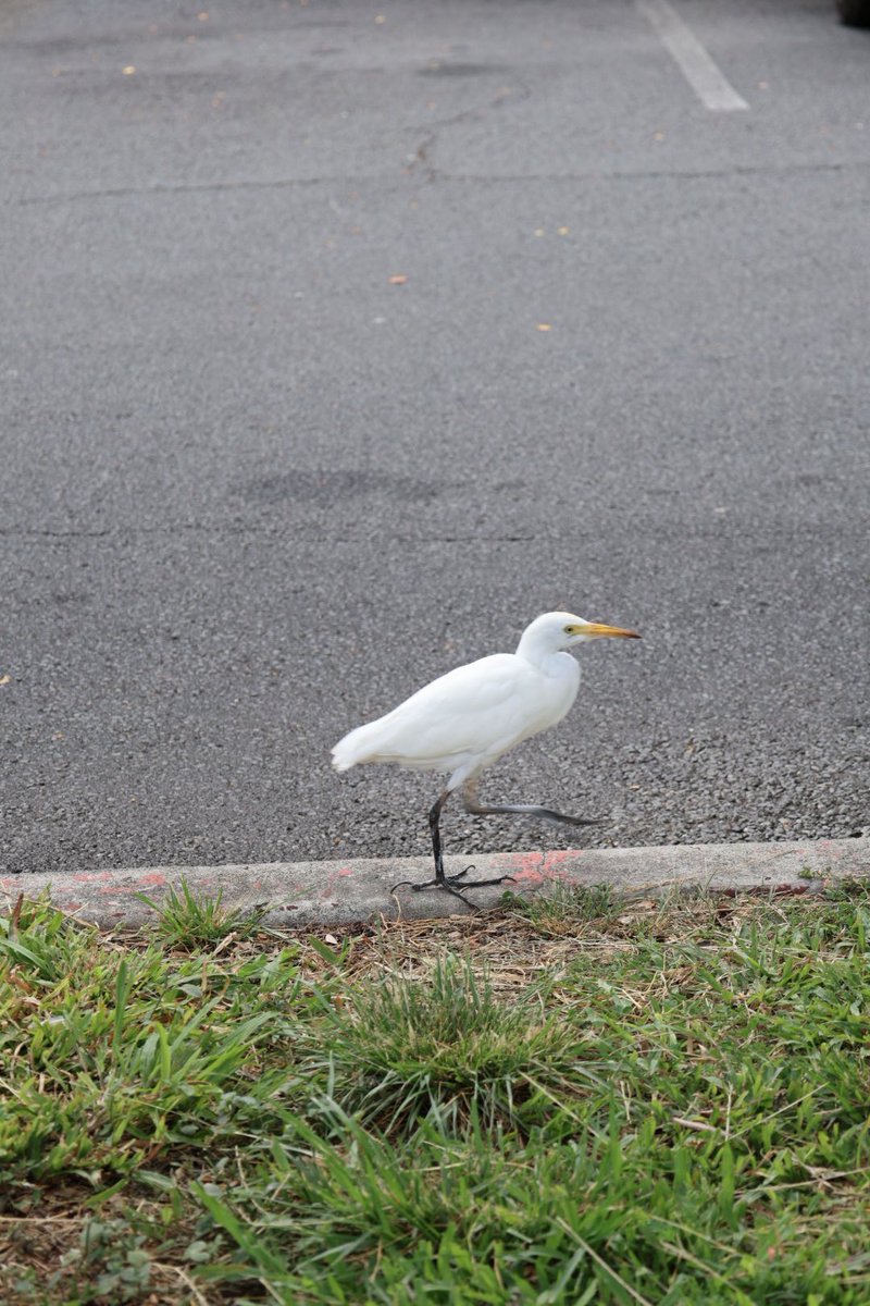 ネコ鉄ツアーズ@ハワイ🌈 オアフ島の鳥さん達🦆 #Waikiki #Hawaii