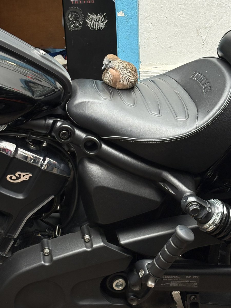 ネコ鉄ツアーズ@ハワイ🌈 オアフ島の鳥さん達🦆 #Waikiki #Hawaii