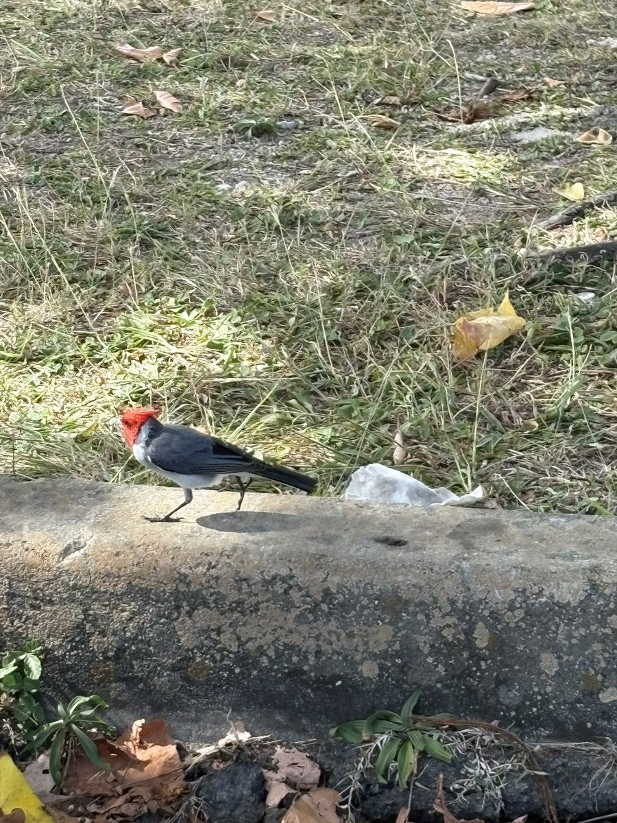 ネコ鉄ツアーズ@ハワイ🌈 オアフ島の鳥さん達🦆 #Waikiki #Hawaii