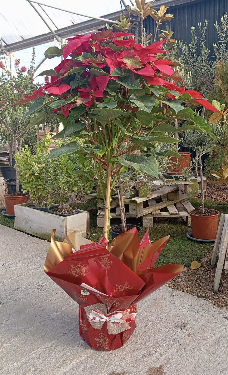 Ventas  - La #Poinsettia o #FlorDePascua está teniendo un protagonismo especial estos días. 
Esperamos que os guste vuestros encargos para esas personas igual de especiales.
#ViverosBoecillo #ViverosRabadanYCalleja
#PrispalGarden
#AhoraFloresYPlantas