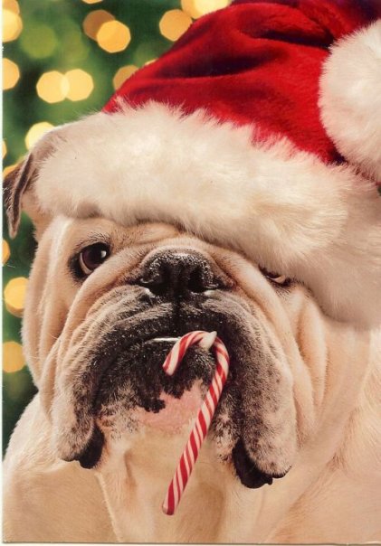 MidAtlanticBDR's tweet image. #Christmas brings out the sweet tooth in everyone
#bulldogs #MerryChristmas2025