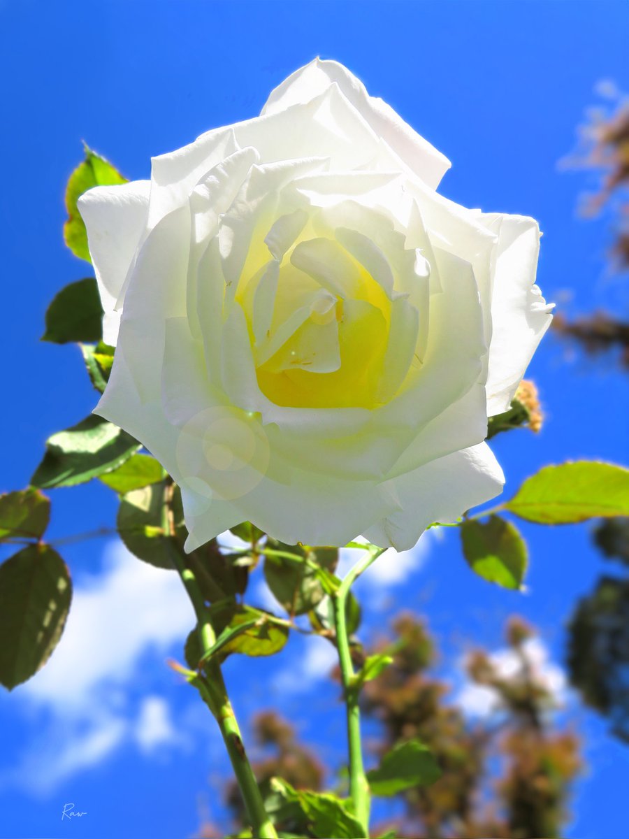 善と悪：善悪の相対性
-
欲望丸出しの嘘つきが
善人に見える時もあれば

純粋な心の持ち主が
偽善者に見える時もある

動機と行為で善悪が生じ
視点や状況で善悪は変わる

無心の思いやりに善は宿り
我執と欲望に悪は宿る
-