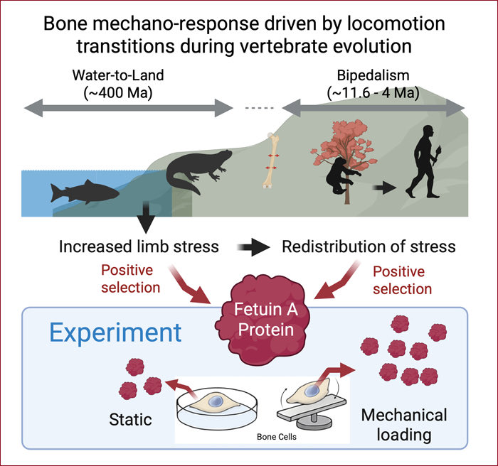 Phylobone project tweet media