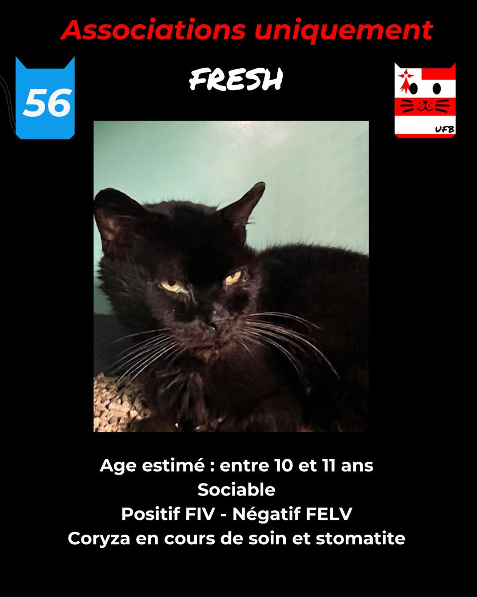 Notre FRESH n'a aucune piste de prise en charge par une asso malgré tous nos messages .  Il est sociable, son coryza est terminé- sa bouche va bien, par contre peut être de légers problèmes d'incontinencesoulevés par la fourrière.