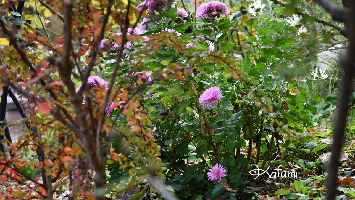 #お花のアート🌷
 【題名】：しげみのむこうには②