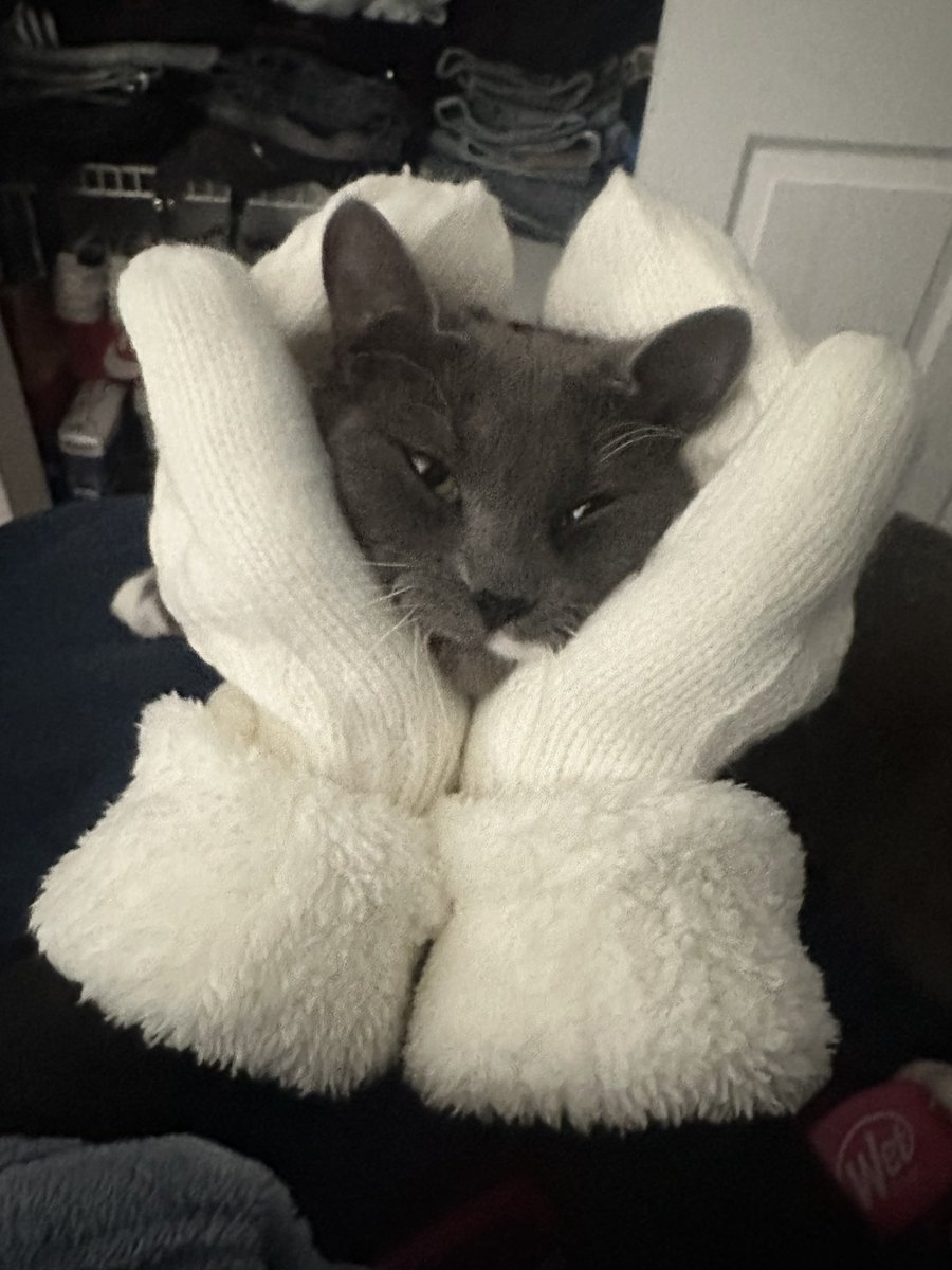 kodpluto's tweet image. 