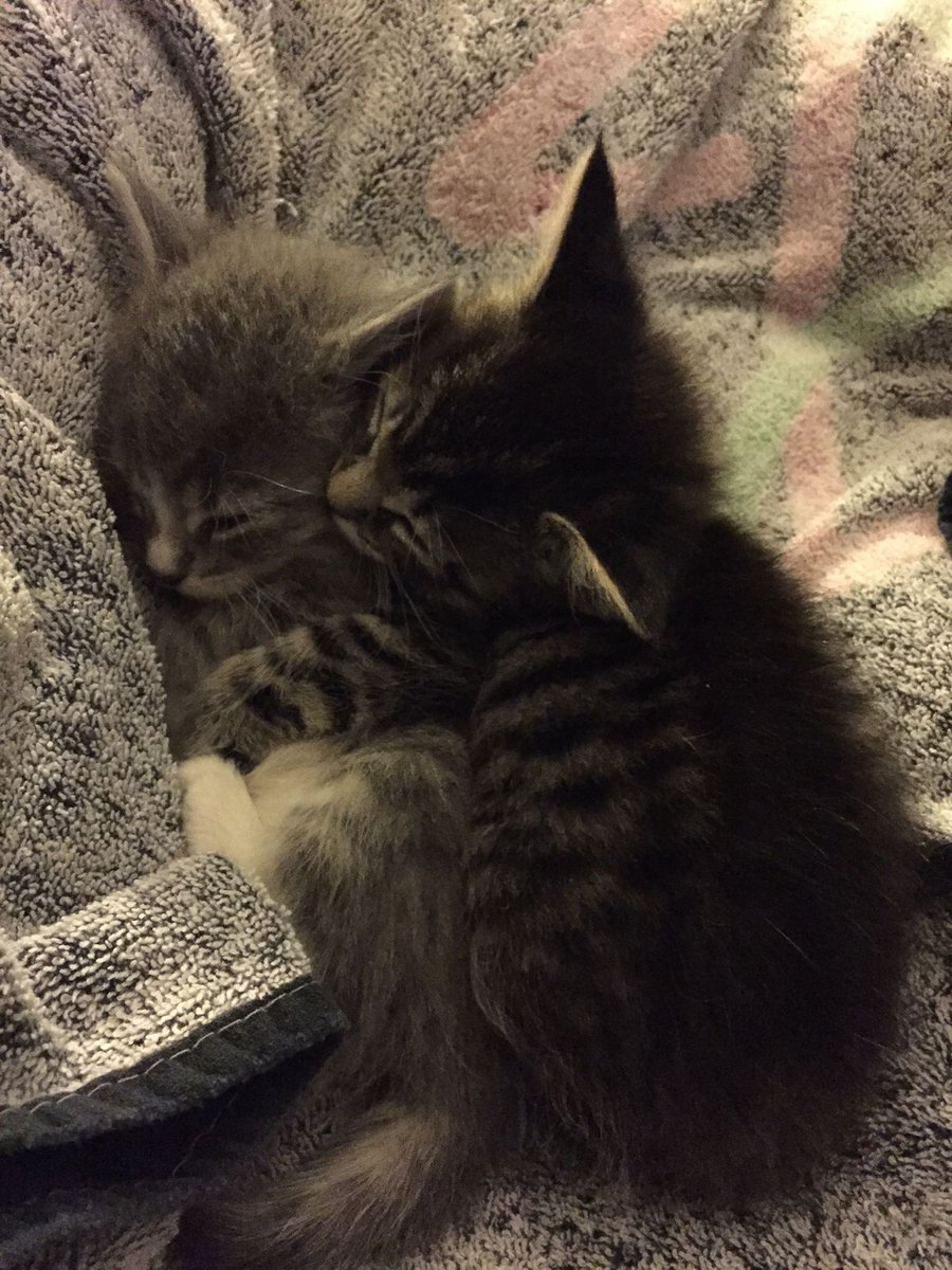 catsdotjpg's tweet image. 