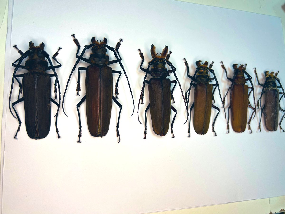 jiin hwang tweet media