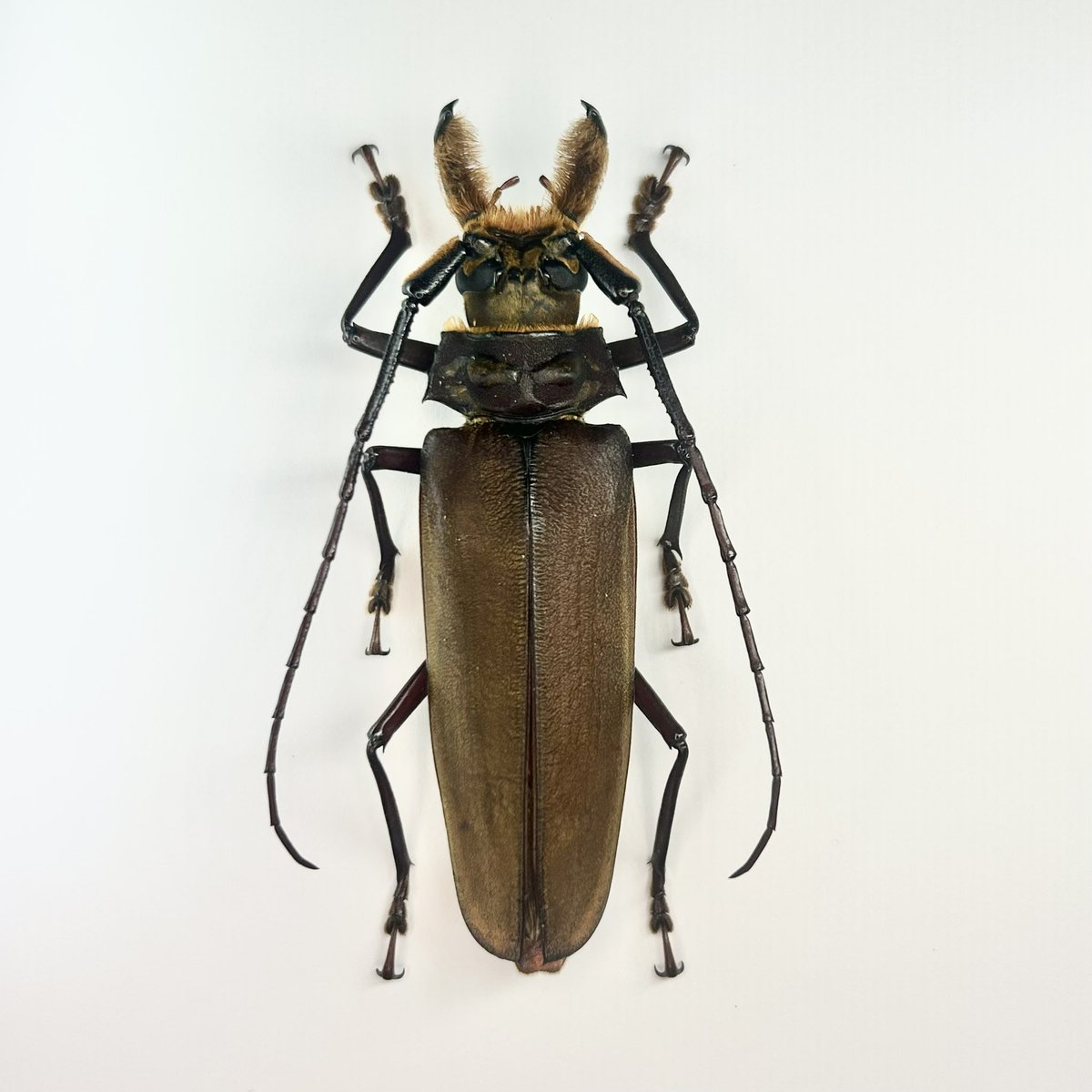 jiin hwang tweet media