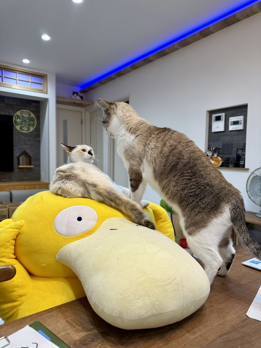 😂😂😂😂 まめちゃんが！！🤣😂😂 まめちゃんがぁぁーーー