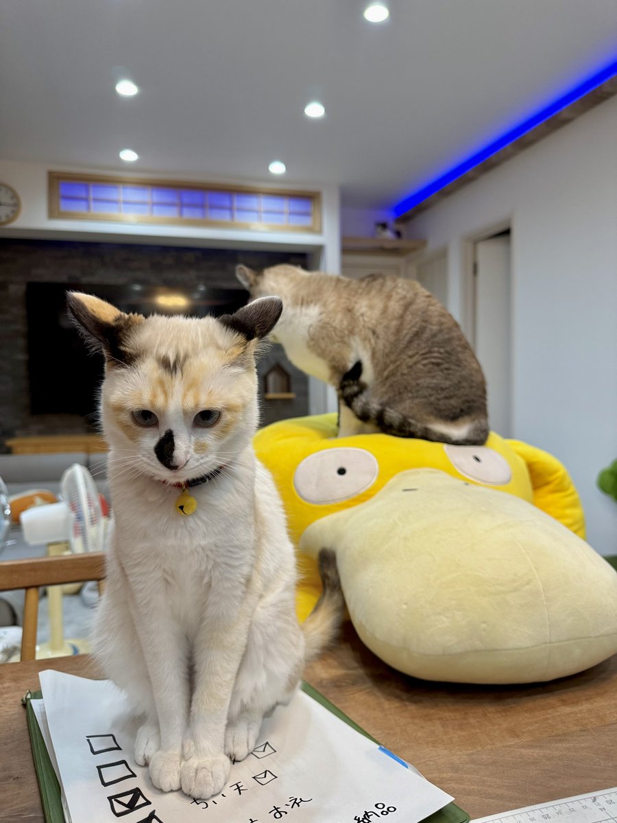 とらねこ🍺 (@chatoraneko) / Posts / X