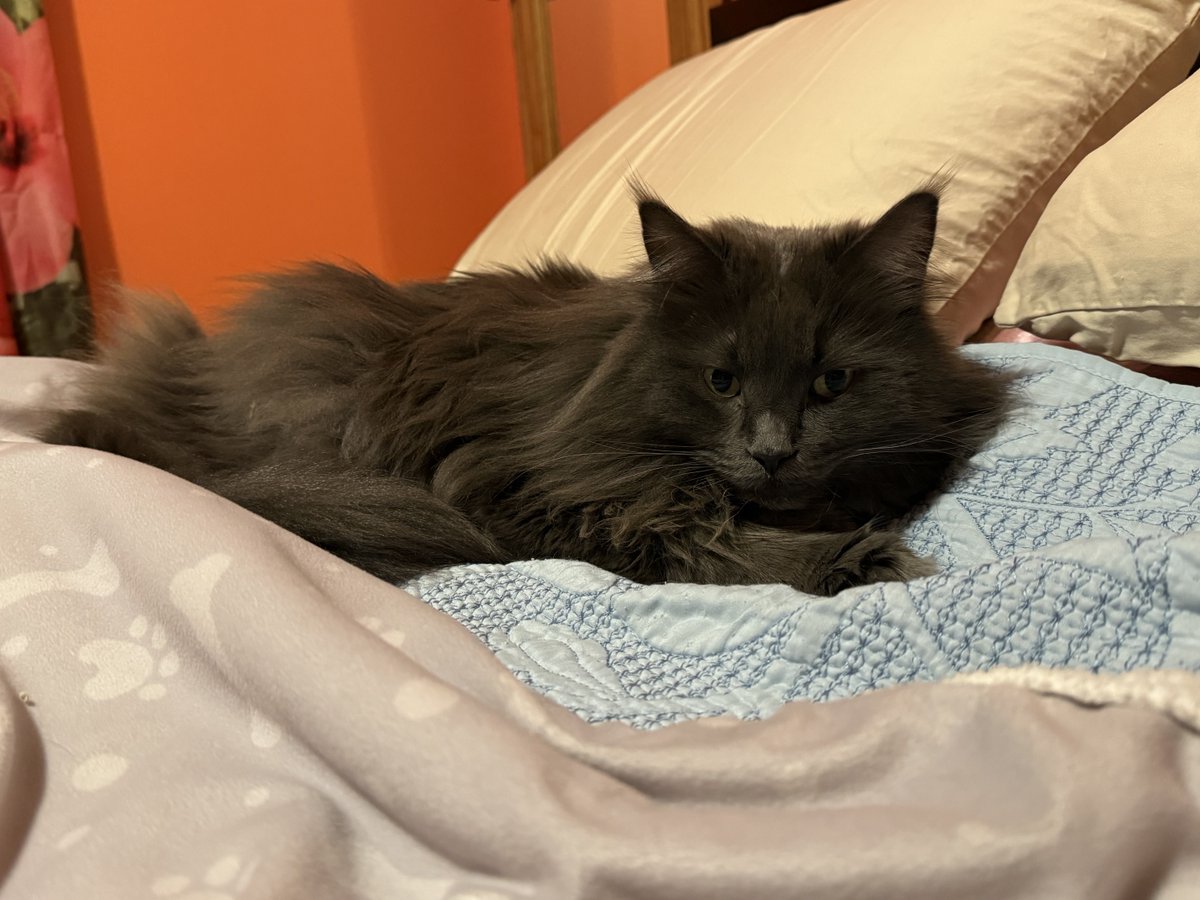 ChloeandBlueCa1's tweet photo. Have fun at work mom. I’ll wait here for you until home. ❤️❤️🐈‍⬛❤️❤️ #choe #cats #fluffyfursday https://t.co/WPUpUWWqQx