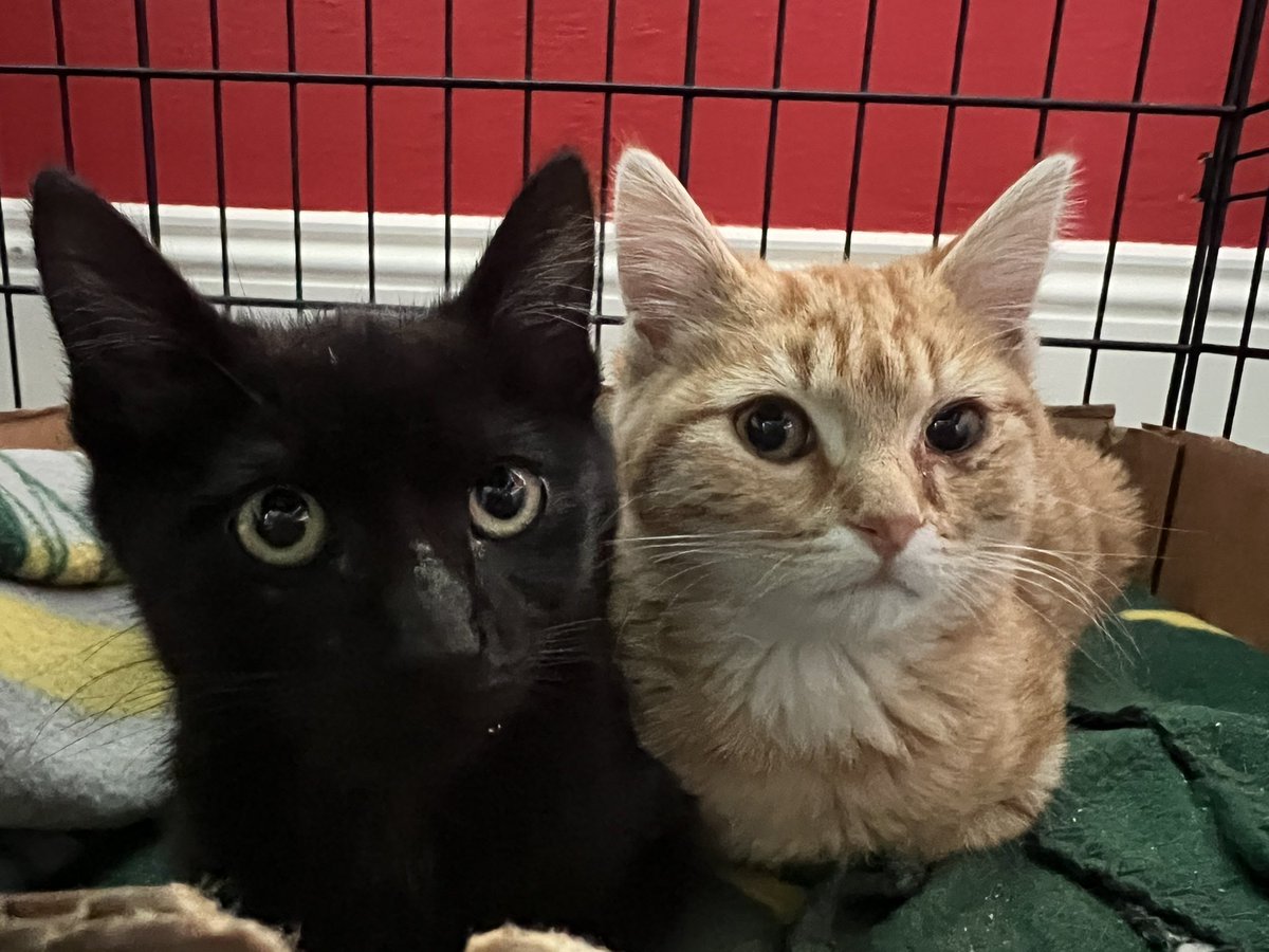 Dawn Pieper tweet media