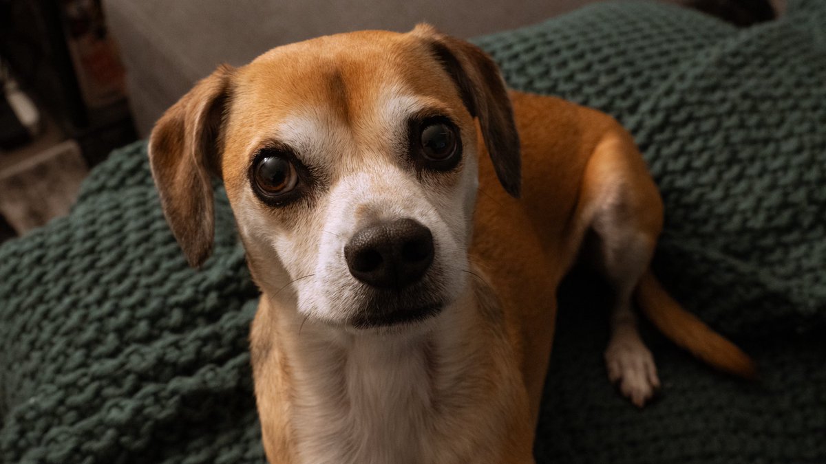 Willow, the Obs tweet media