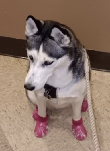 🆕intake PIXIE
clearly well loved🥲someone's baby
sometimes people have 2give their pet up
4heart-wrenching reasons.

I feel this happened to PIXIE. My heart paused💔at her little pink boots. They wanted her to have them💔

PIXIE deserves the best home for her new beginning